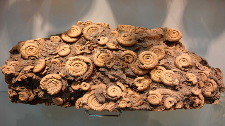 Fósiles, MUFOMI, Elgoibar